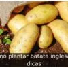 Como plantar batata inglesa: 3 dicas