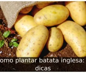 Como plantar batata inglesa