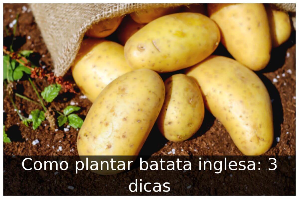 Como Plantar Batata Inglesa 3 Dicas Portal Útil 7195