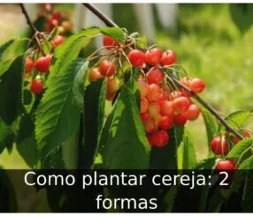 Como plantar cereja