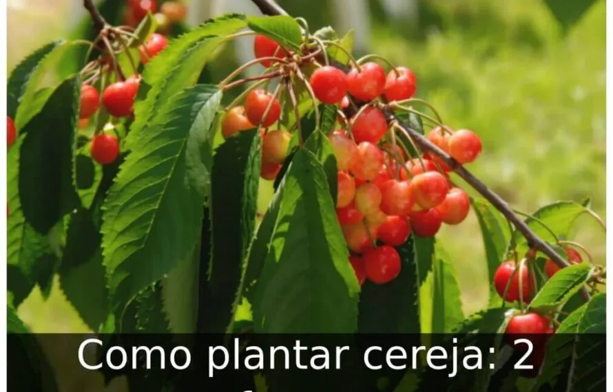Como plantar cereja: 2 formas Como plantar cereja