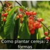 Como plantar cereja: 2 formas