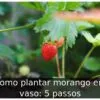 Como plantar morango em vaso: 5 passos