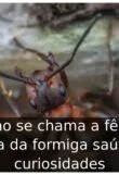 Como se chama a fêmea alada da formiga saúva: 6 curiosidades