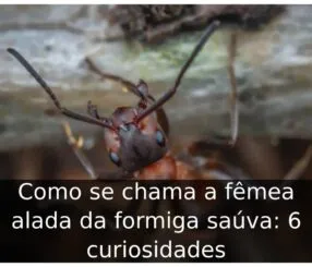Como se chama a fêmea alada da formiga saúva