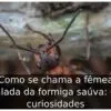 Como se chama a fêmea alada da formiga saúva: 6 curiosidades