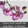 Como tirar muda de orquídea: 3 formas