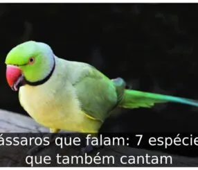 Pássaros que falam