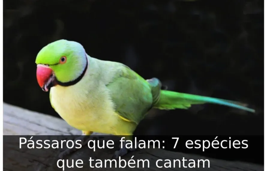 Pássaros que falam