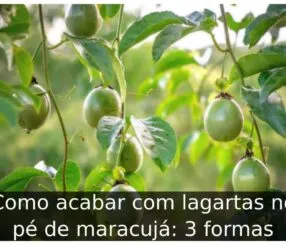 Como acabar com lagartas no pé de maracujá