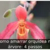 Como amarrar orquídea na árvore: 4 passos