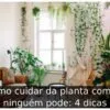 Como cuidar da planta comigo ninguém pode: 4 dicas