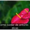 Como cuidar de antúrio: 5 dicas