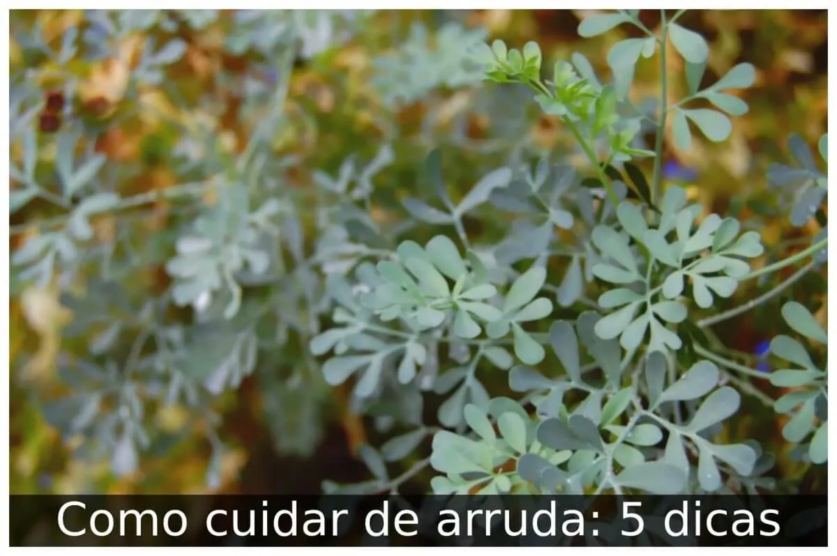 Como cuidar de arruda: 5 dicas - Portal Útil