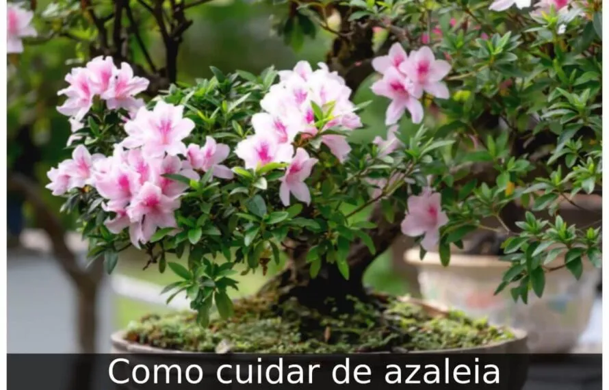 Como cuidar de azaleia Como cuidar de azaleia