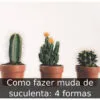 Como fazer muda de suculenta: 4 formas