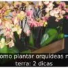 Como plantar orquídeas na terra: 2 dicas