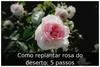 Como replantar rosa do deserto: 5 passos