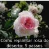 Como replantar rosa do deserto: 5 passos