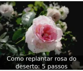 Como replantar rosa do deserto