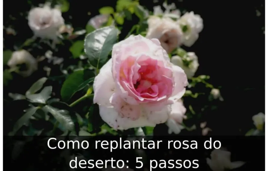 Como replantar rosa do deserto