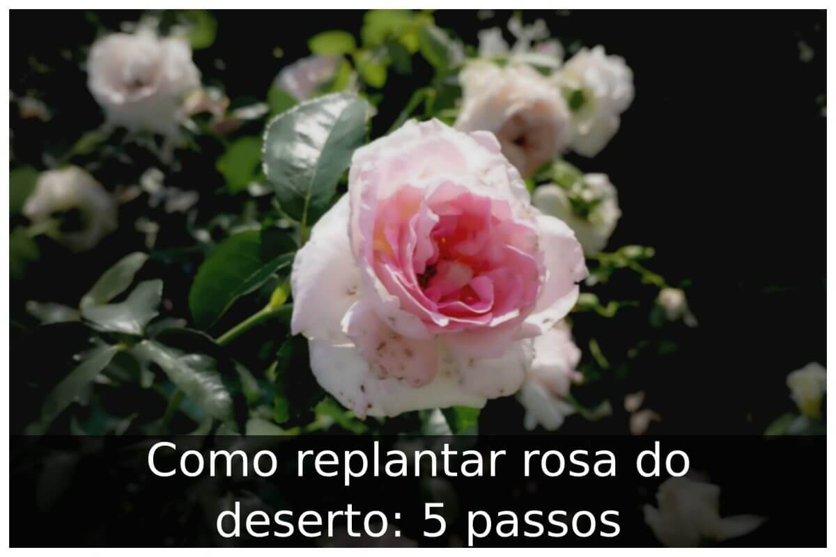 Como Replantar Rosa Do Deserto Passos Portal Til