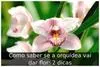 Como saber se a orquídea vai dar flor: 2 dicas