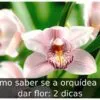 Como saber se a orquídea vai dar flor: 2 dicas
