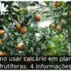 Como usar calcário em plantas frutíferas: 4 informações