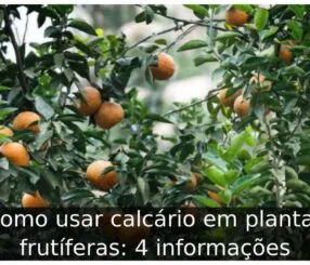 Como usar calcário em plantas frutíferas
