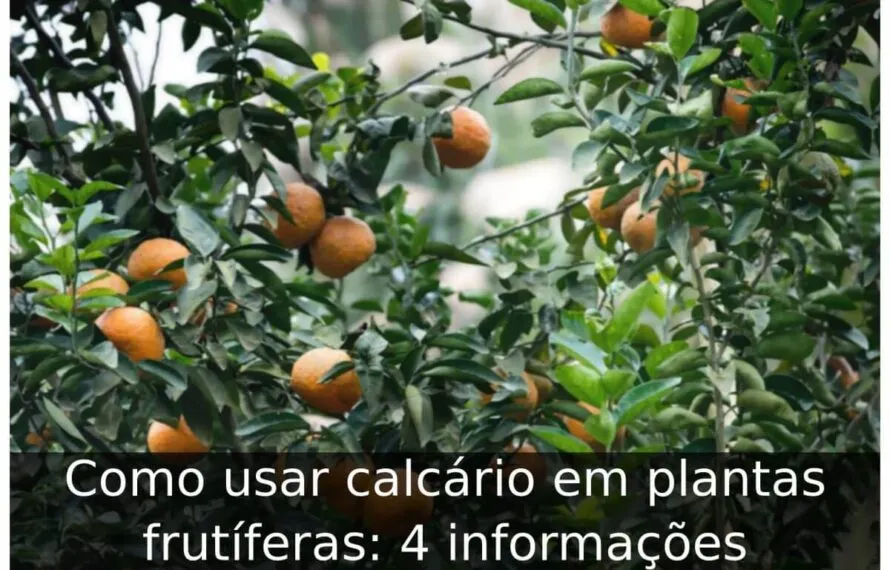 Como usar calcário em plantas frutíferas