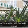 Como cuidar de babosa: 5 dicas