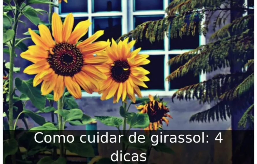 Como cuidar de girassol: 4 dicas Como cuidar de girassol