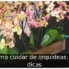 Como cuidar de orquídeas: 10 dicas