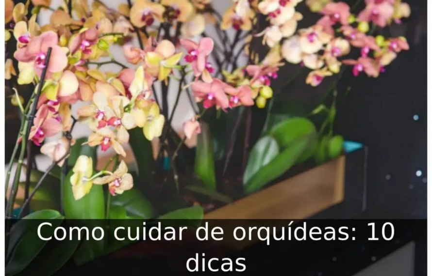 Como cuidar de orquídeas