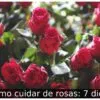 Como cuidar de rosas: 7 dicas