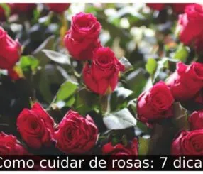 Como cuidar de rosas