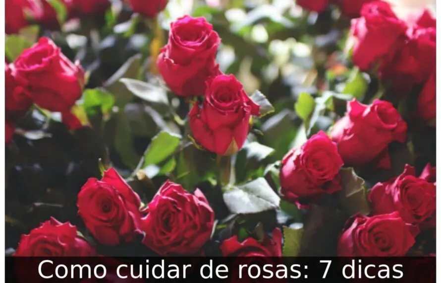 Como cuidar de rosas: 7 dicas Como cuidar de rosas