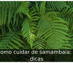 Como cuidar de samambaia: 4 dicas Como cuidar de samambaia