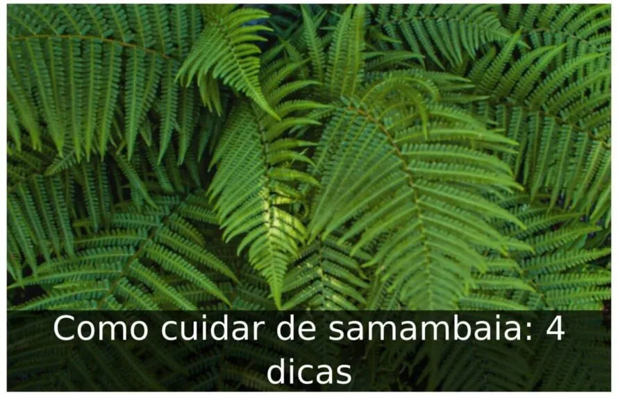Como cuidar de samambaia: 4 dicas Como cuidar de samambaia
