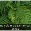 Como cuidar de samambaia: 4 dicas