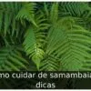 Como cuidar de samambaia: 4 dicas
