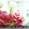 Como cuidar de tulipa: 4 dicas