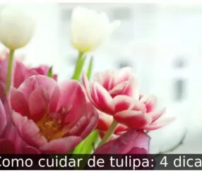 Como cuidar de tulipa