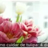 Como cuidar de tulipa: 4 dicas