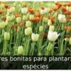 Flores bonitas para plantar: 10 espécies