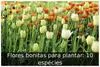 Flores bonitas para plantar: 10 espécies