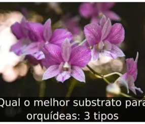 Qual o melhor substrato para orquídeas