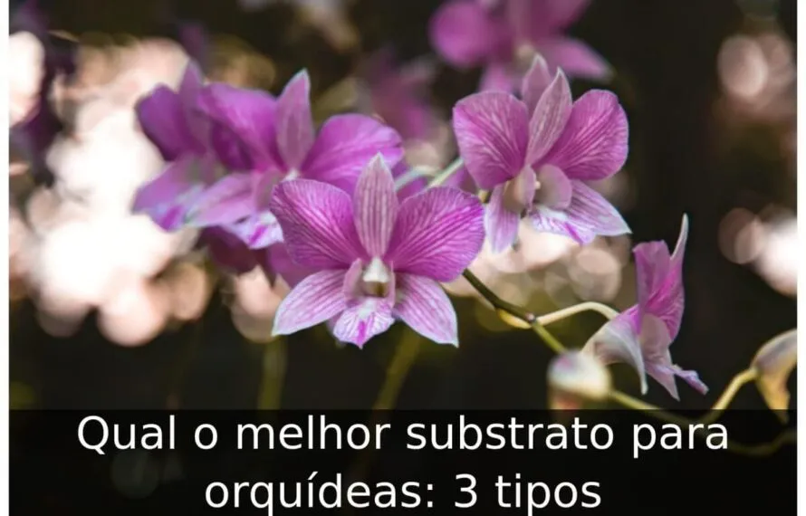 Qual o melhor substrato para orquídeas