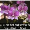 Qual o melhor substrato para orquídeas: 3 tipos